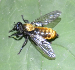 Laphria sericea