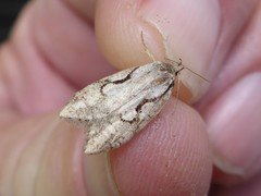 Semioscopis packardella