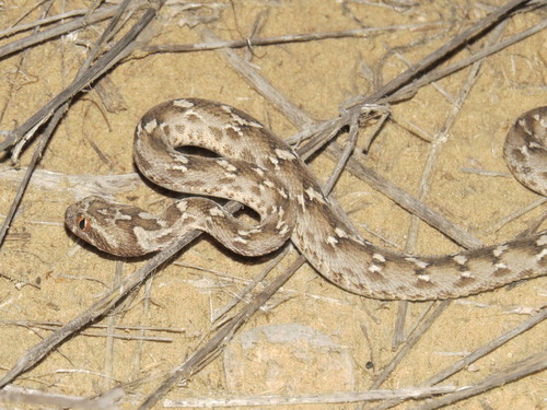 Photo of a Saw-scaled Viper (Echis carinatus)