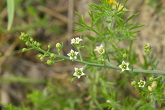 Thesium divaricatum