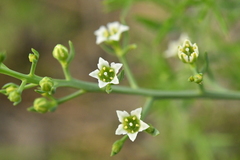 Thesium divaricatum