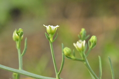 Thesium divaricatum
