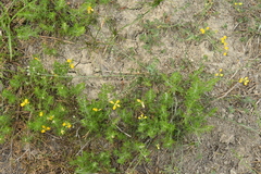 Thesium divaricatum