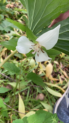 Trillium flexipes
