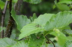 Ptychoptera quadrifasciata