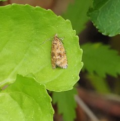 Olethreutes astrologana