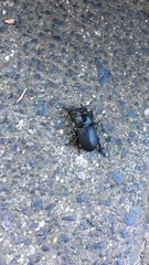 Dorcus parallelipipedus