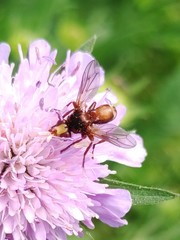 Sicus ferrugineus
