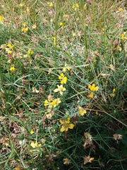 Coronilla minima