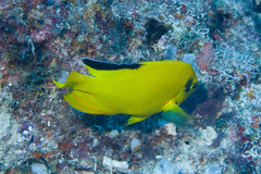 Centropyge woodheadi