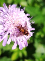 Sicus ferrugineus