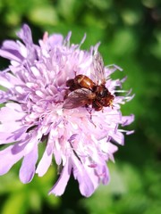 Sicus ferrugineus