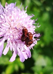 Sicus ferrugineus