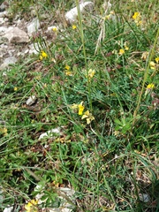 Coronilla minima