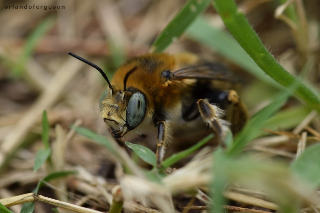Anthophora femorata
