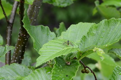 Ptychoptera quadrifasciata