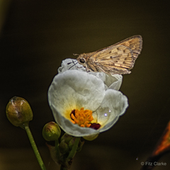 Sagittaria montevidensis