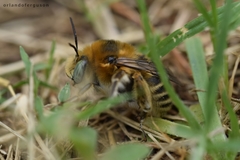 Anthophora femorata