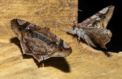 Euclystis guerini