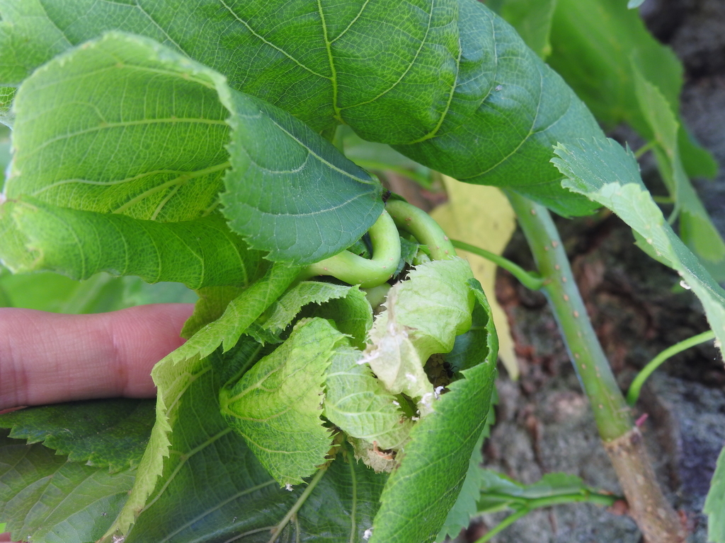 Lime Leaf-nest Aphid