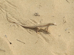 Acanthodactylus schmidti