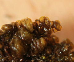 Scapania compacta