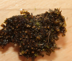Scapania compacta