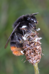 Bombus lapidarius