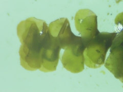 Scapania compacta