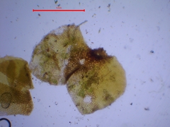 Scapania compacta