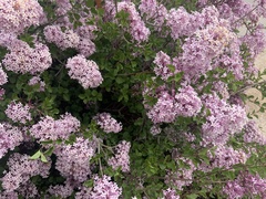 Syringa josikaea