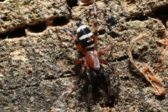 Sergiolus capulatus