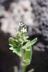 Allophyllum integrifolium