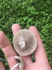 Clitocybaceae