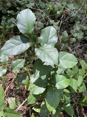 Cameraria gaultheriella