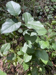 Cameraria gaultheriella