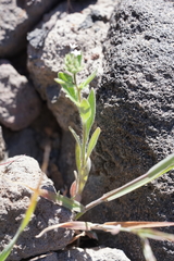 Allophyllum integrifolium