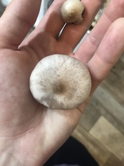 Clitocybaceae