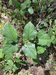 Cameraria gaultheriella