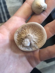 Clitocybaceae