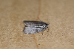 Polygrammate cadburyi