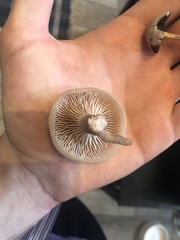 Clitocybaceae