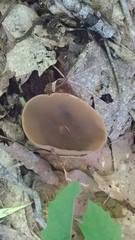 Auricularia auricula-judae