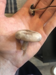 Clitocybaceae