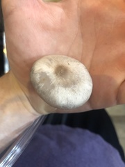 Clitocybaceae