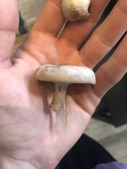 Clitocybaceae