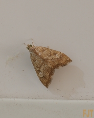 Scybalistodes periculosalis