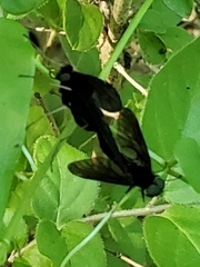 Chrysopilus velutinus