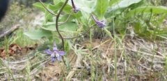 Delphinium lineapetalum