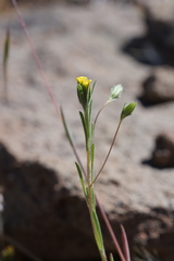 Rigiopappus leptocladus